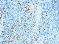 Formalin-fixed, paraffin embedded human tonsil sections stained with 100 ul anti-Lambda Light Chain (clone SPM559) at 1:200. HIER epitope retrieval prior to staining was performed in 10mM Citrate, pH 6.0.